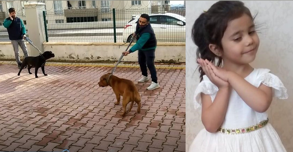 Pitbul Cinsi Köpeğin Yüzünü Parçaladığı Asiye İçin Sağlık Bakanlığı Devreye Girdi